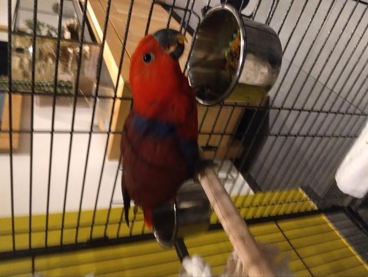 Edelpapegaai pop te koop, Dieren en Toebehoren, Vogels | Parkieten en Papegaaien