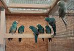 Kakariki  Koppel Blauw x Cinnamon Blauw, Dieren en Toebehoren, Vogels | Parkieten en Papegaaien, Meerdere dieren, Parkiet, Geringd