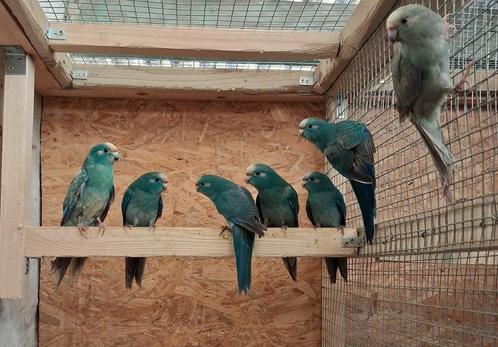 Kakariki  Koppel Blauw x Cinnamon Blauw, Dieren en Toebehoren, Vogels | Parkieten en Papegaaien, Parkiet, Meerdere dieren, Geringd
