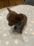 Chihuahua-pups mooi mini raszuiver zeer mooi kleintjes, Parvovirose, 8 à 15 semaines, Plusieurs, Éleveur | Loisir