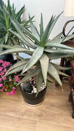 Aloe Marlothii, Ophalen, Volle zon, Minder dan 100 cm