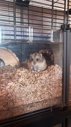 Hamster en materiaal, Dieren en Toebehoren, Knaagdieren, Hamster, Juni, Mannelijk, Tam