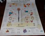 Anatomische poster autonoom zenuwstelsel - Nieuwstaat, Antiek en Kunst, Ophalen of Verzenden, Natuur en Biologie