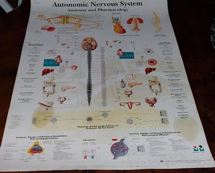 Affiche anatomique du système nerveux autonome - État neuf, Antiquités & Art, Antiquités | Cartes scolaires, Nature et Biologie