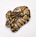 Fire het Clown koningspython man, Dieren en Toebehoren, Slang, Tam, 0 tot 2 jaar