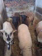 Jongen schapen bokken, Dieren en Toebehoren, Schapen, Geiten en Varkens
