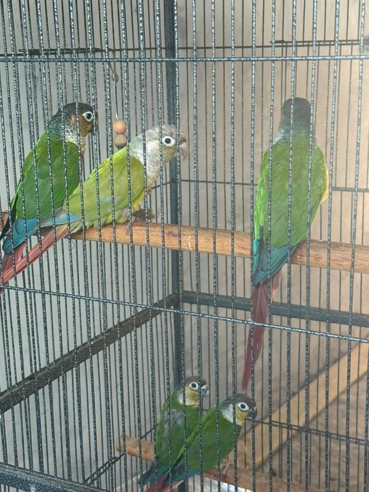 pyrrhura koppel pineapple en moliae super tam, Dieren en Toebehoren, Vogels | Parkieten en Papegaaien, Tam
