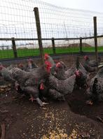 Broedeieren Mechelse koekoek, Dieren en Toebehoren