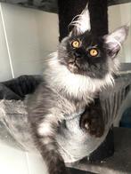 Main Coon Polydactyl  kittens van de Russische lijnen, Chatte ou Chat, Vermifugé, 0 à 2 ans