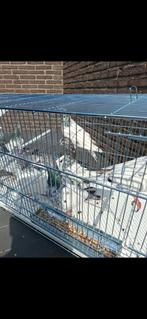 Pakistaanse hoogvliegers €20 stuk, Animaux & Accessoires, Oiseaux | Pigeons, Sexe inconnu, Autres espèces