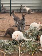 GEZOCHT WITTE BENNET WALLABY,S, Dieren en Toebehoren, Overige Dieren, Juli, Meerdere dieren