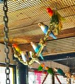 agapornis fischeri dwergpapegaai, Dieren en Toebehoren, Dwergpapegaai of Agapornis, Tam