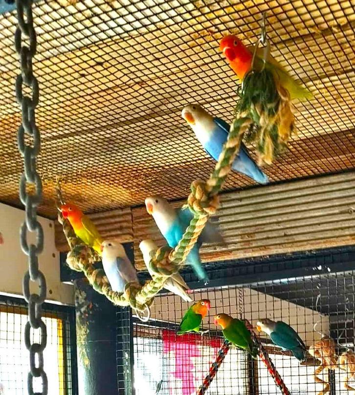 agapornis fischeri dwergpapegaai, Dieren en Toebehoren, Vogels | Parkieten en Papegaaien, Dwergpapegaai of Agapornis, Tam