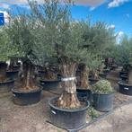 ‼️olijfbomen olea europaea vanaf april in België ‼️, Ophalen