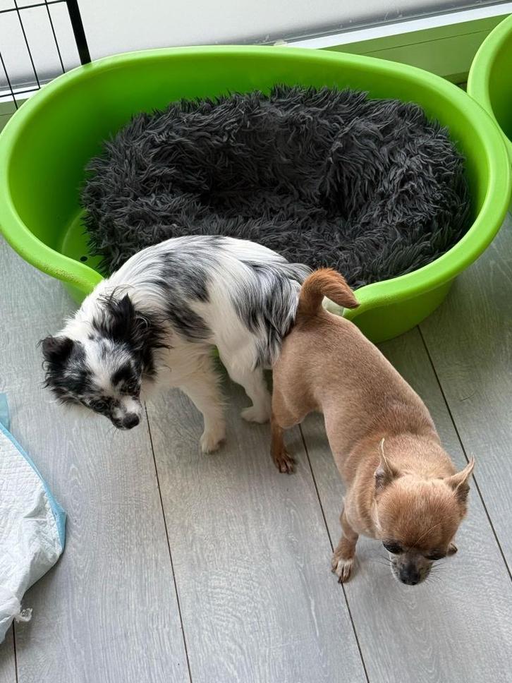 3 prachtige chihuahuapups, Animaux & Accessoires, Chiens | Chihuahuas & Chiens de compagnie, Plusieurs animaux, Chihuahua, Éleveur | Loisir