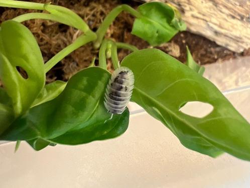 Nesodillo Arangelii „Shiro Utsuri”, Dieren en Toebehoren, Insecten en Spinnen, Overige soorten