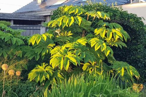 tetrapanax Papyrifera Steroidal Giant, Tuin en Terras, Planten | Tuinplanten, Volle zon, Ophalen of Verzenden