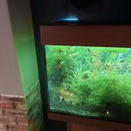 Aquarium 240 liter merk Jawel, Nieuw, Ophalen of Verzenden, Leeg aquarium