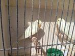 koppel grasparkieten (2 ), Dieren en Toebehoren