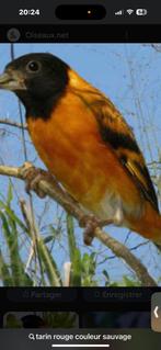 Un male tarin rouge, Dieren en Toebehoren, Vogels | Overige Vogels, Mannelijk