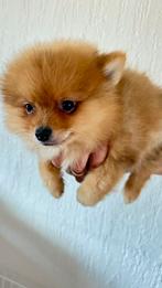2 prachtige orange pomeriaan pups 1 teefje en 1 reuke, Dieren en Toebehoren, België, Particulier, Keeshond, 8 tot 15 weken
