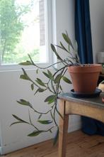Paarse ellende, Tradescantia pallida, in nieuwe pot, Huis en Inrichting, Kamerplanten, Overige soorten, Minder dan 100 cm, Halfschaduw