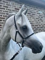 6-jarige arabische volbloed, Dieren en Toebehoren, Paarden, Met stamboom, Minder dan 160 cm, Ruin, Zadelmak