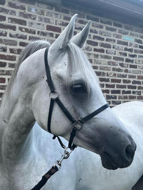 6-jarige arabische volbloed, Dieren en Toebehoren, Paarden, Ruin, Zadelmak, Minder dan 160 cm, 3 tot 6 jaar, Met stamboom