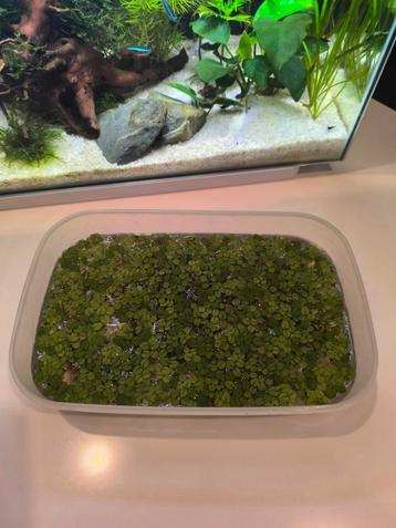 Drijfplantjes aquarium  beschikbaar voor biedingen