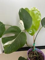 Monstera variegata, Huis en Inrichting, Kamerplanten, Ophalen, Volledige schaduw, In pot, Minder dan 100 cm