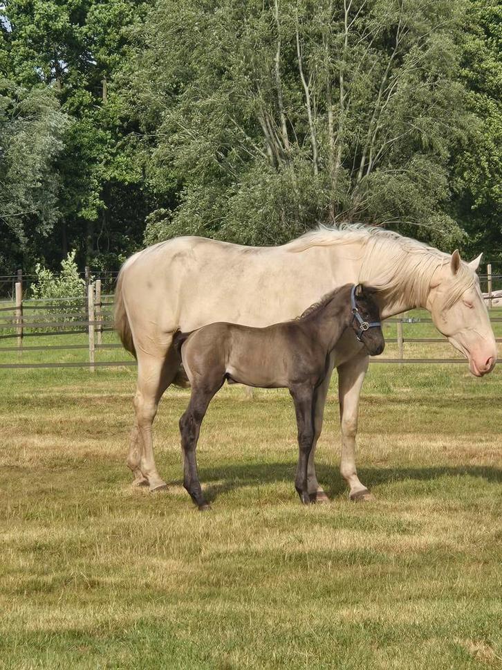 mooi smoky black merrie veulen, Dieren en Toebehoren, Paarden, Merrie, 0 tot 2 jaar, Springpaard