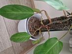 Philodendron painted lady, Overige soorten, 100 tot 150 cm, Halfschaduw, Ophalen