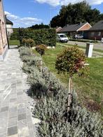 Photinia fraseri 'Red Robin' boompjes, Tuin en Terras, Overige soorten, Lente, 100 tot 250 cm, Ophalen