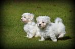Maltezer pups, Dieren en Toebehoren, België, Maltezer, CDV (hondenziekte), 8 tot 15 weken
