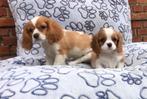 Cavalier king charles spaniel pups, CDV (hondenziekte), Meerdere, 8 tot 15 weken, Meerdere dieren