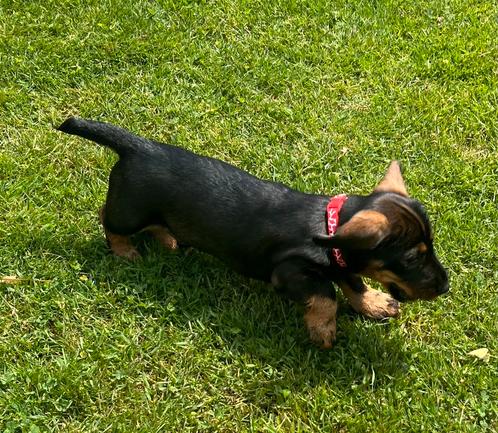 Super lieve ruwharige dwergteckel pups in huis grootgebracht, Dieren en Toebehoren, Honden | Teckels en Dashonden, Meerdere dieren