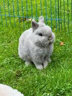 Gecastreerde kleurdwerg ram, Mâle, Nain, 3 à 5 ans