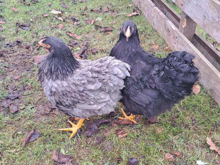 Wyandotte 3 hennen en haan groothoender, Dieren en Toebehoren, Pluimvee, Kip, Meerdere dieren
