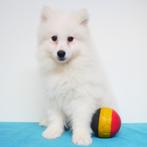 Samojeed - Belgische pups te koop, Dieren en Toebehoren, Honden | Poolhonden, Keeshonden en Oertypen, CDV (hondenziekte), Meerdere