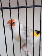 Agaat bonte pop 2025, Dieren en Toebehoren
