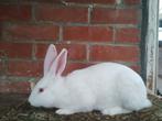 Wit van Dendermonde konijnen, Dieren en Toebehoren, Konijnen