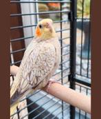 Handtamme valkparkieten, Dieren en Toebehoren, Geringd