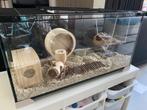 Hamsterkooi glas, Dieren en Toebehoren, Knaagdieren en Konijnen | Hokken en Kooien, Kooi, Minder dan 60 cm, 75 tot 110 cm, Zo goed als nieuw