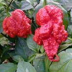 Peperzaden CAROLINA REAPER (10 stuks), Verzenden, Voorjaar, Volle zon, Zaad