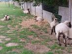 Hampshire down ram, Mannelijk, Schaap, 0 tot 2 jaar