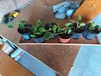 Pannenkoeken plantjes, Ophalen
