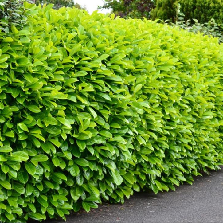 Laurierhaag - Prunus Rotundifolia in alle hoogtes leverbaar, Tuin en Terras, Planten | Struiken en Hagen, Haag, Laurier, 100 tot 250 cm
