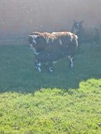 Baggerbonte ooi met ooilam, Dieren en Toebehoren, Schapen, Geiten en Varkens
