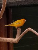 Kruisingen putter x kanarie, Dieren en Toebehoren, Vogels | Overige Vogels