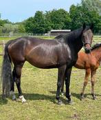 Mooie lieve fokmerrie, Dieren en Toebehoren, Paarden, Merrie, Met stamboom, Dressuurpaard, 7 tot 10 jaar